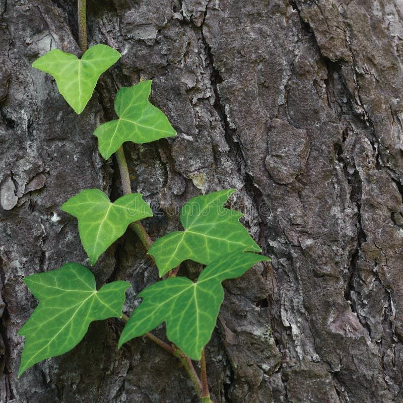 La lessive du lierre grimpant